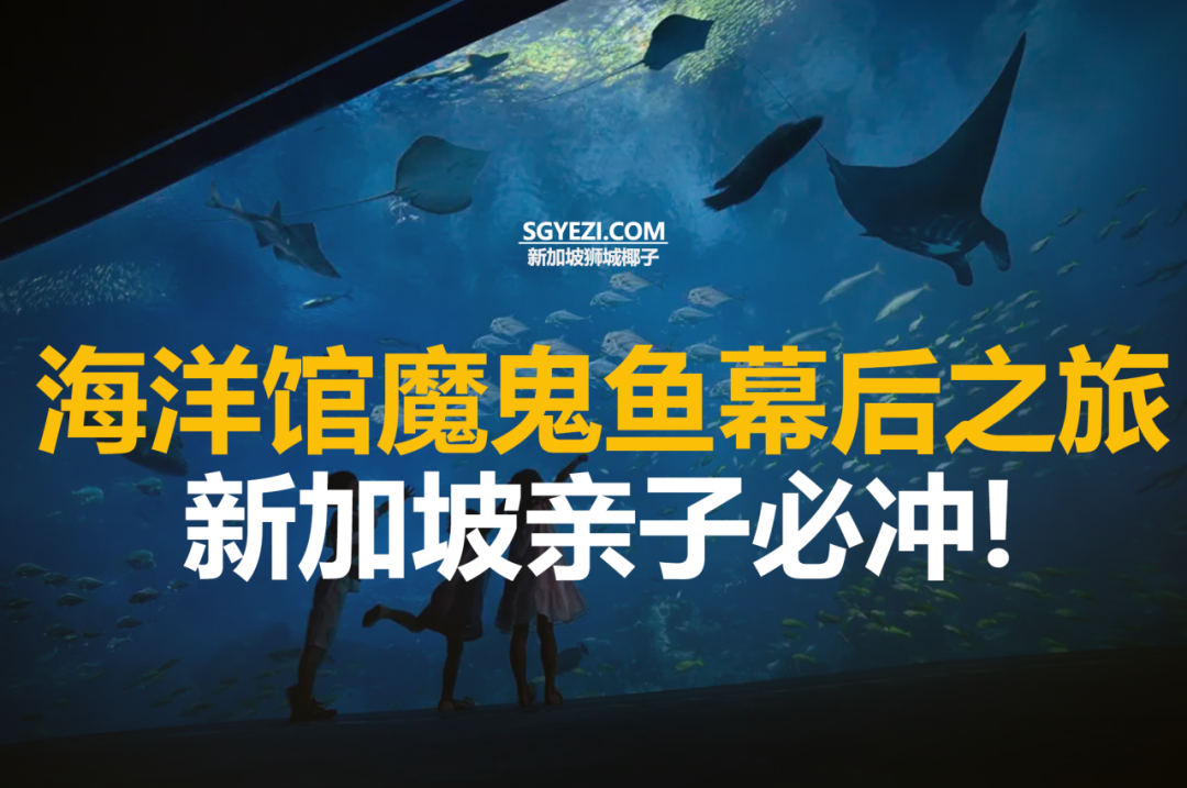 九月参加新加坡海洋馆的BTS之旅，深入了解蝠鲼！