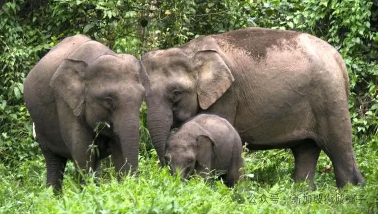 新加坡免费新展，Mandai展览馆必逛攻略