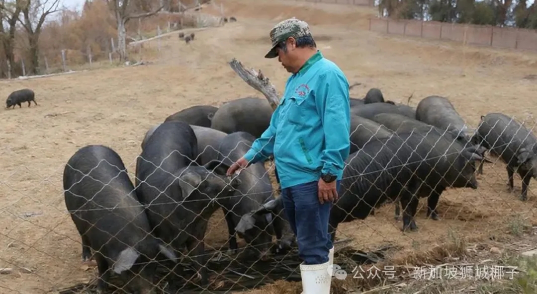 真魔幻！新加坡人跑到中国养猪，中国人来新加坡开店，发生了什么？