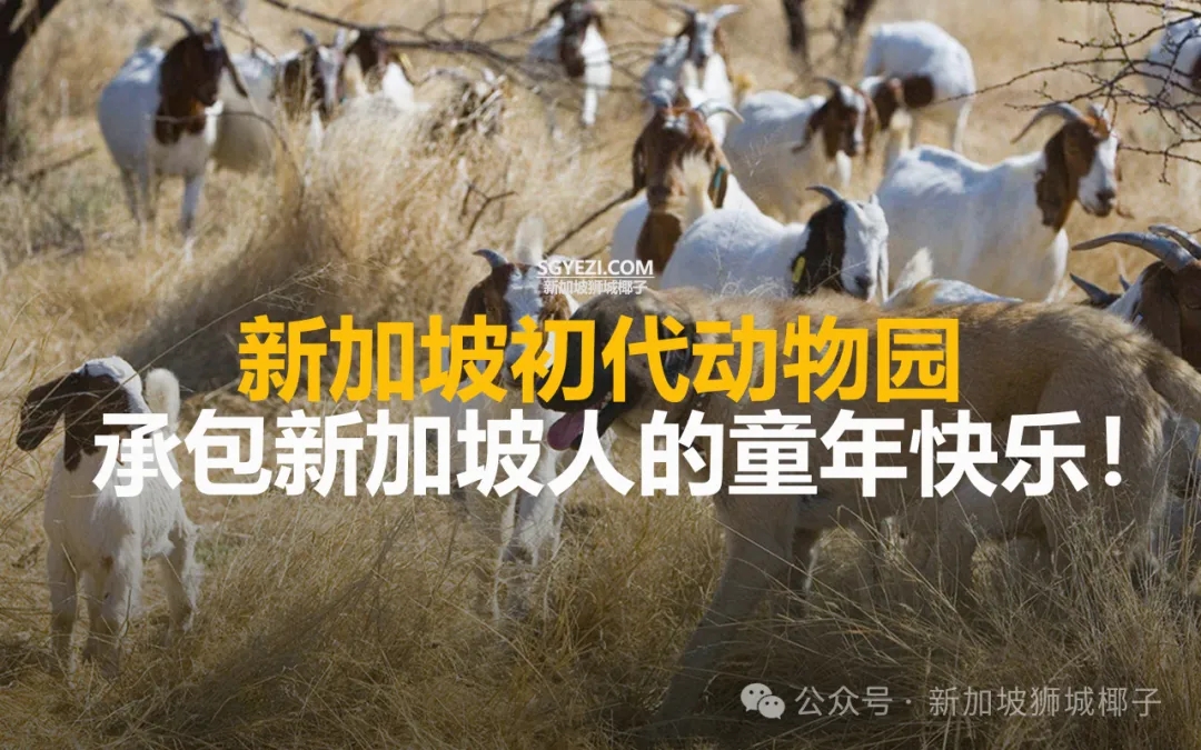 新加坡最早的动物园，竟在这个地方