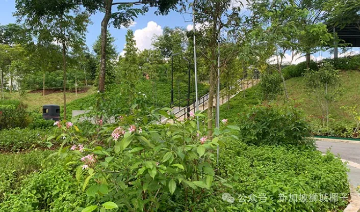 新加坡西部住宅区有个新公园！遛娃遛宠物都合适~