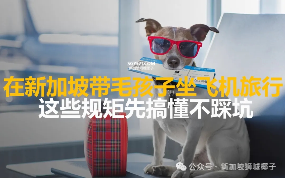 一文看懂不踩坑!“从新加坡出发旅游,能带宠物一起上飞机吗?”