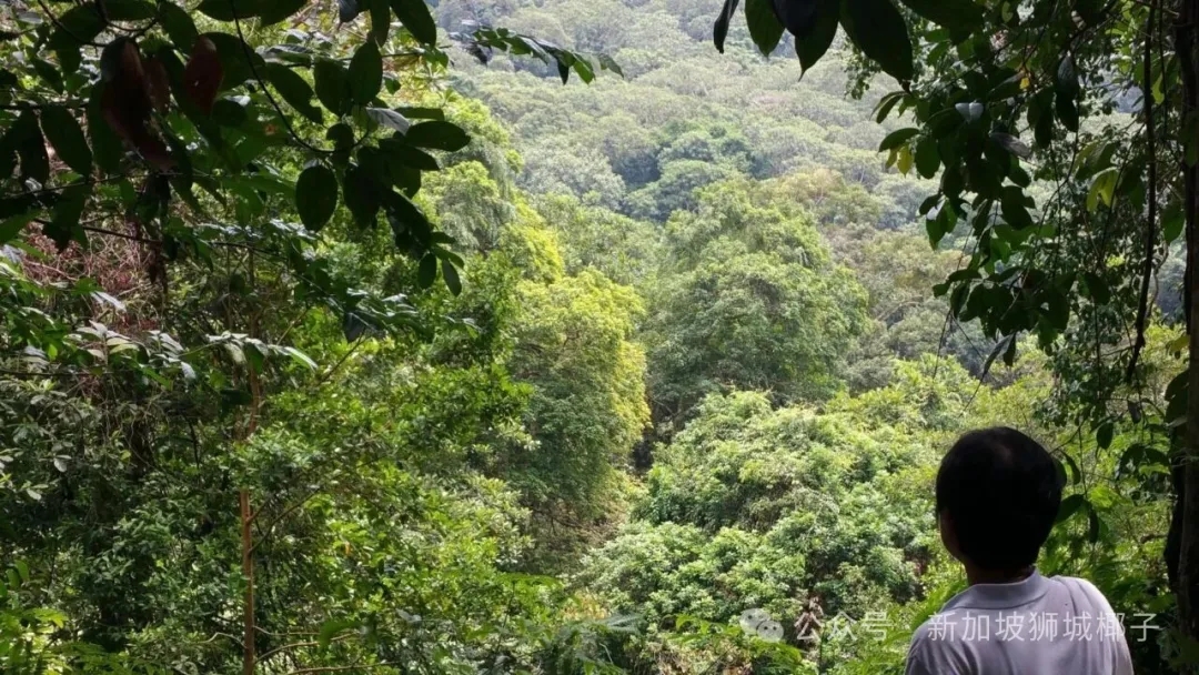 必打卡！新加坡12条绝美徒步步道！新手爱好者、老司机都有合适路线~