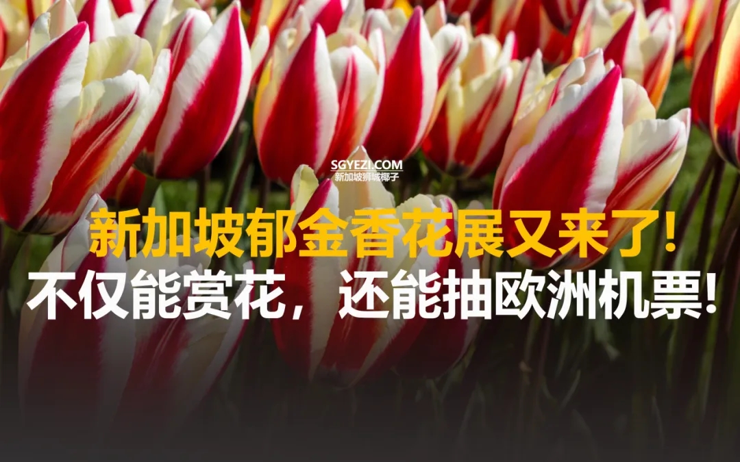 新加坡这场花展必去！还能抽欧洲往返机票大奖~