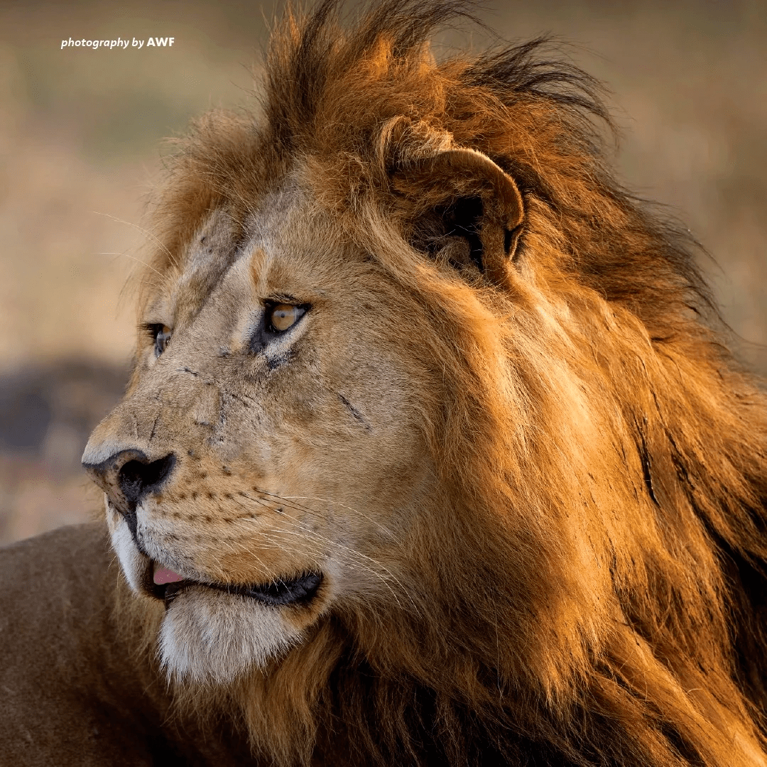 紧张对峙，两只狮子在新加坡“越狱”！野猪横穿马路被撞……,